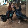 🐓G3n30🐓