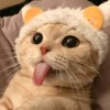 🐱MBAH SOGOL🐱